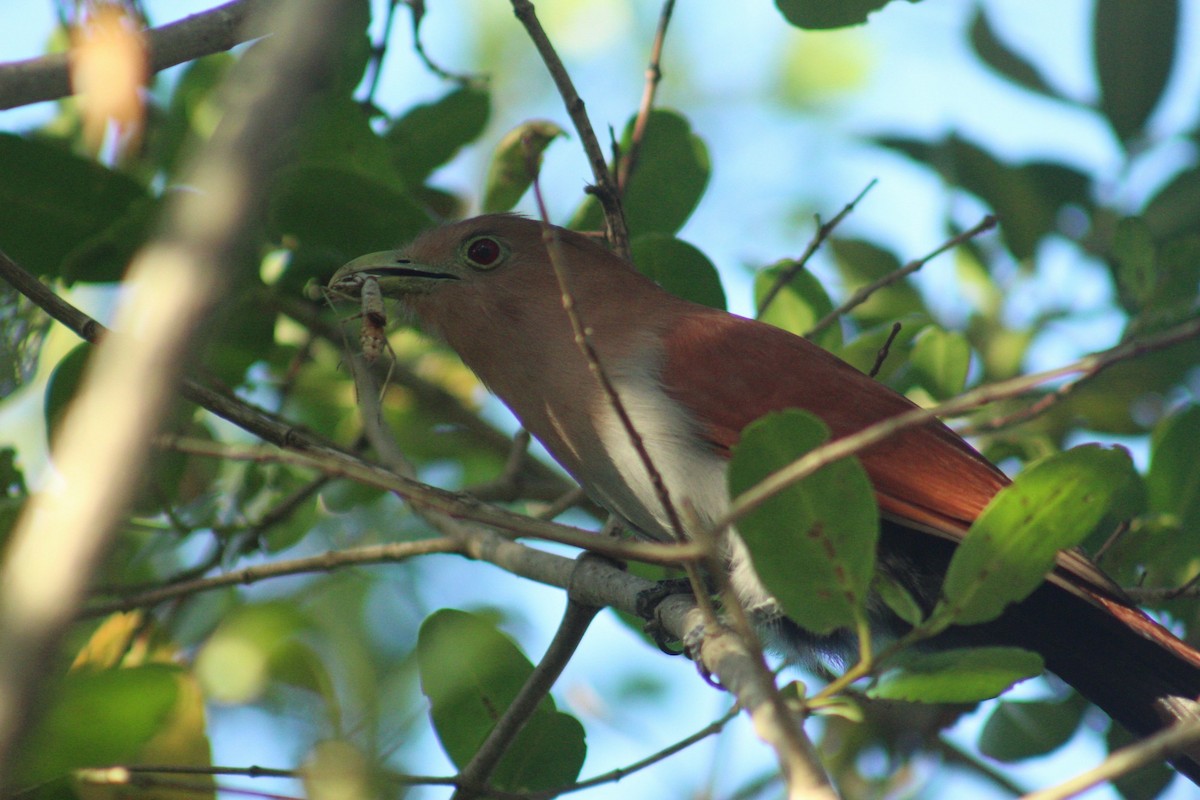 Eichhornkuckuck - ML646419603