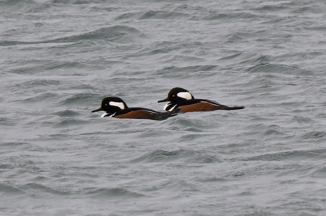 Kappensäger - ML646419604