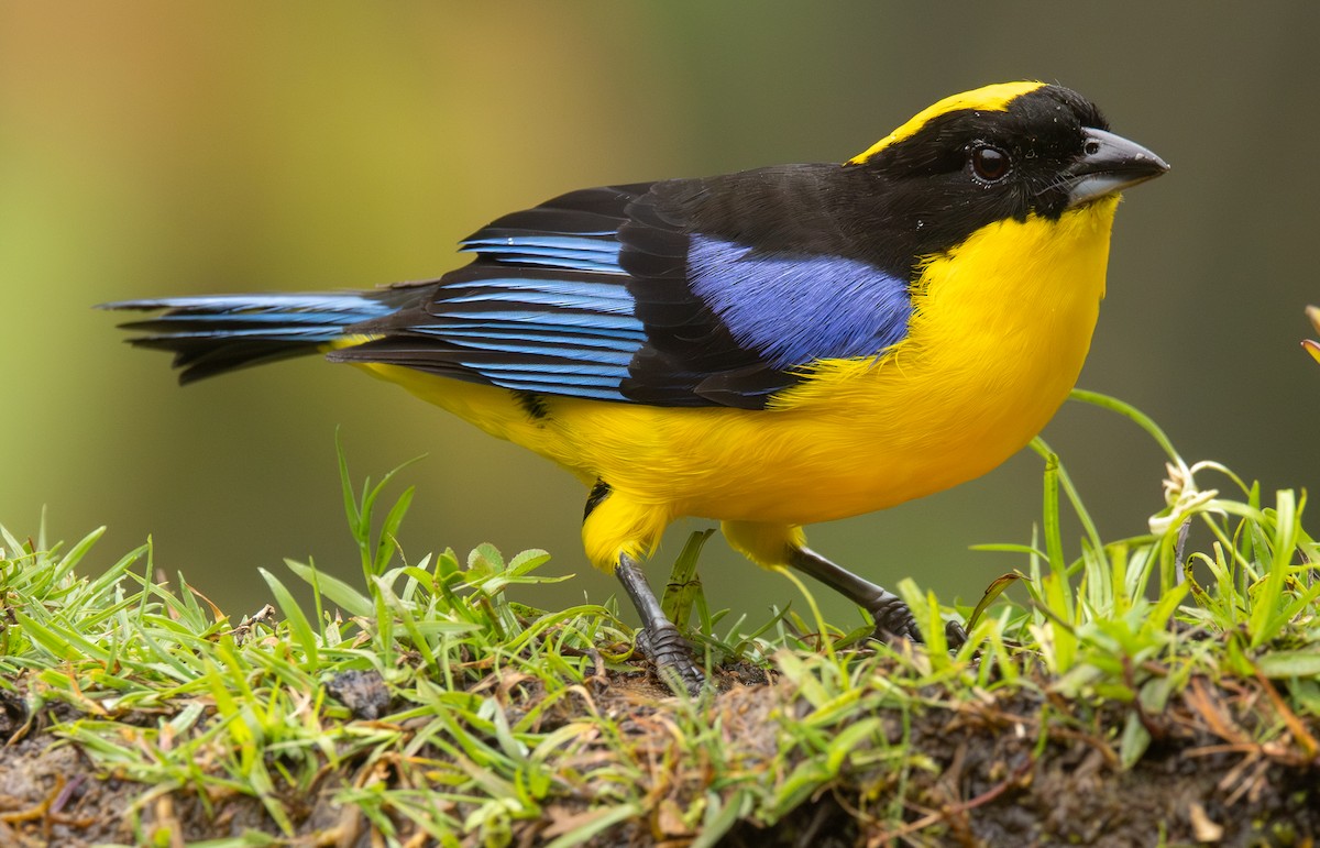 Blauflügel-Bergtangare - ML646419605