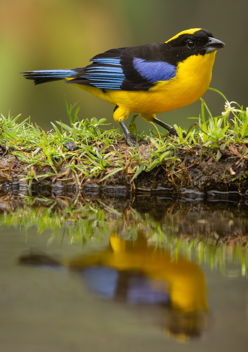 Blauflügel-Bergtangare - ML646419606