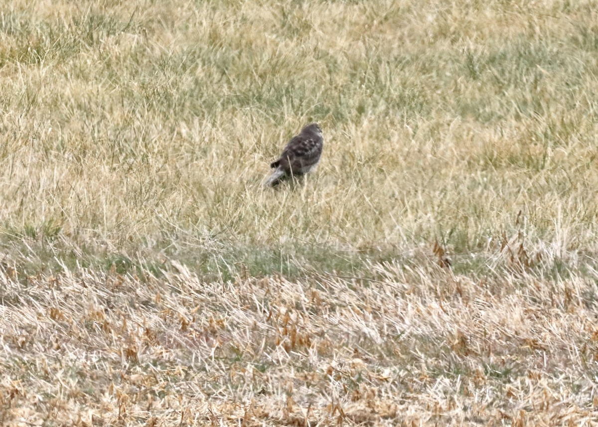 Hudsonweihe - ML646419608