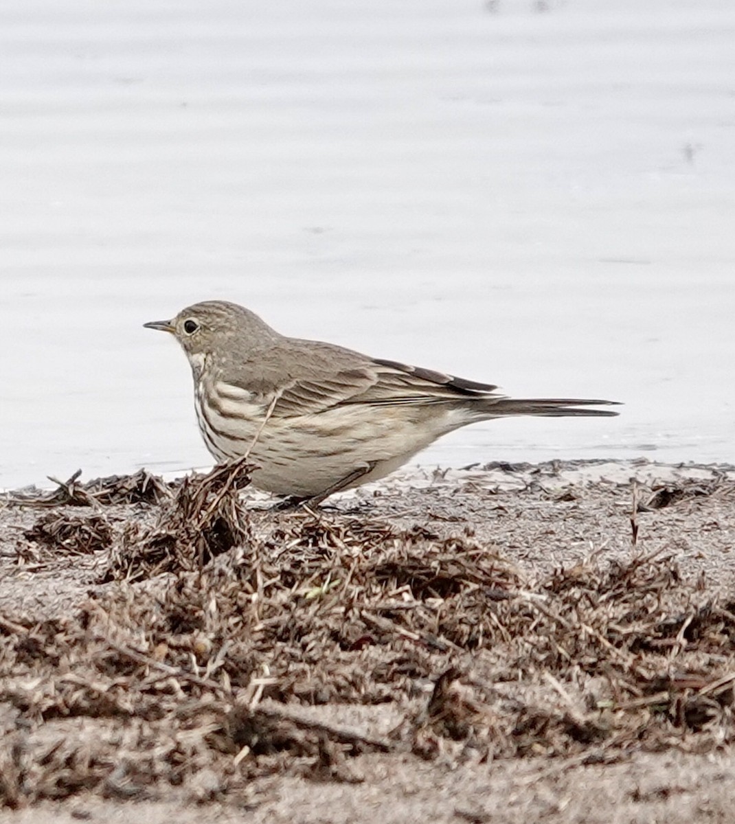 Amerikapieper - ML646419609