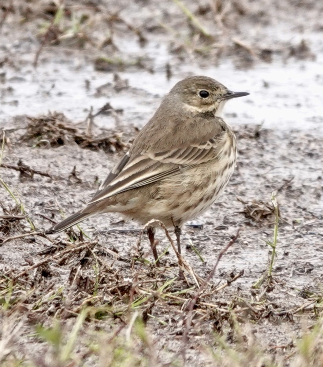 Amerikapieper - ML646419610