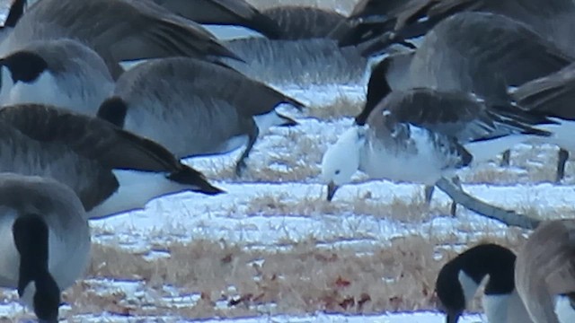 Zwergschnee- x Zwergkanadagans (Hybrid) - ML646419611