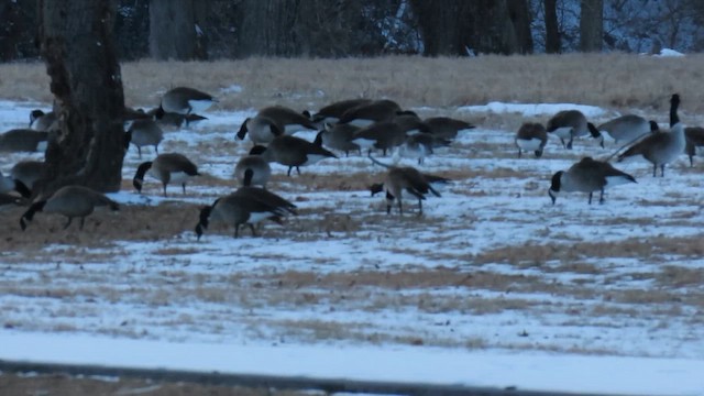 Ross's x Cackling Goose (hybrid) - ML646419612