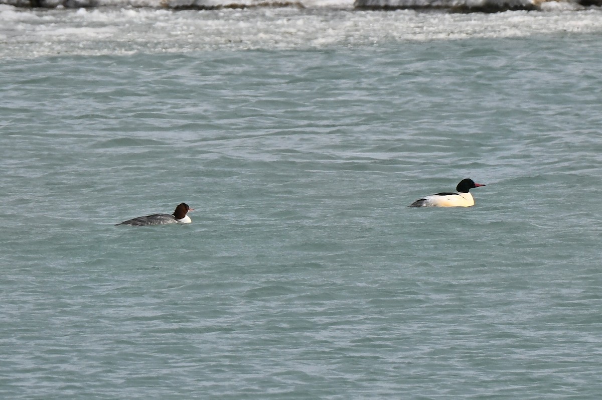 Gänsesäger - ML646419614