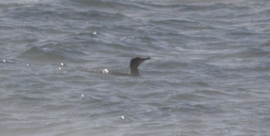 Pazifiktrauerente - ML646419617