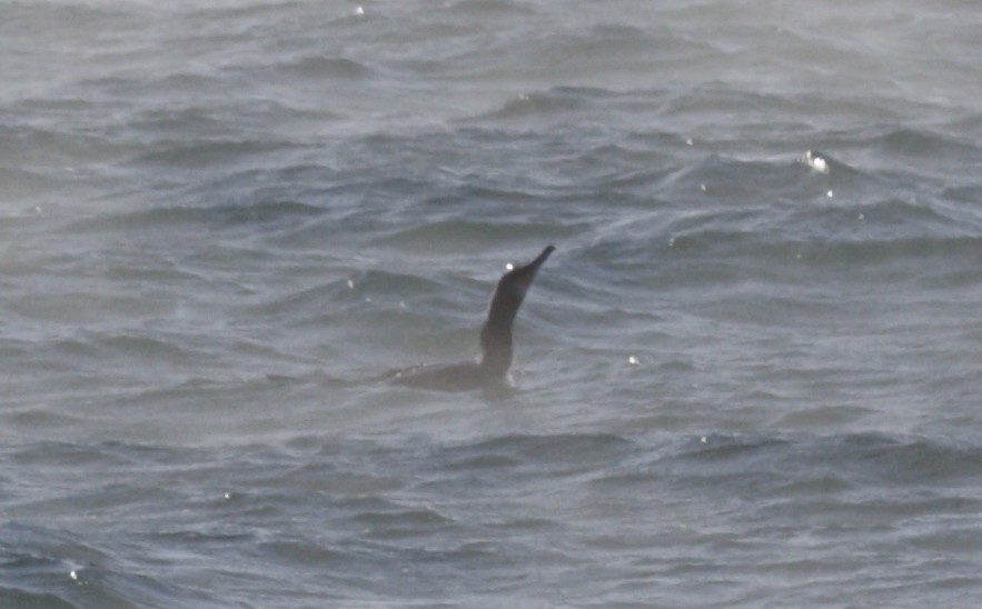 Pazifiktrauerente - ML646419618