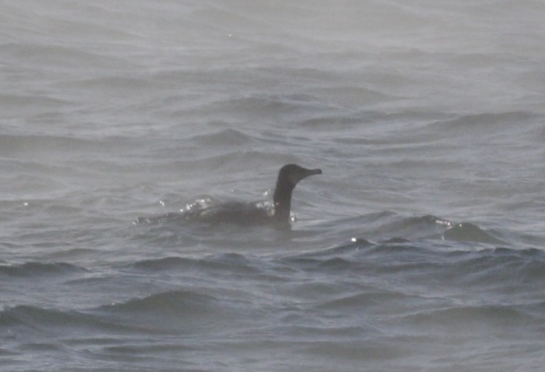 Pazifiktrauerente - ML646419619