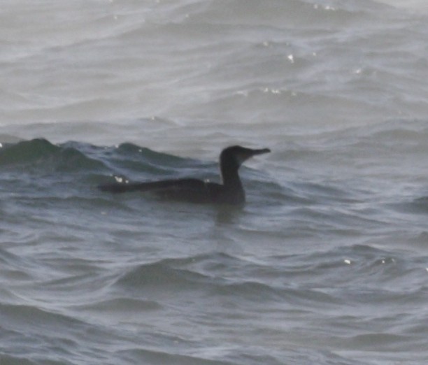 Pazifiktrauerente - ML646419620