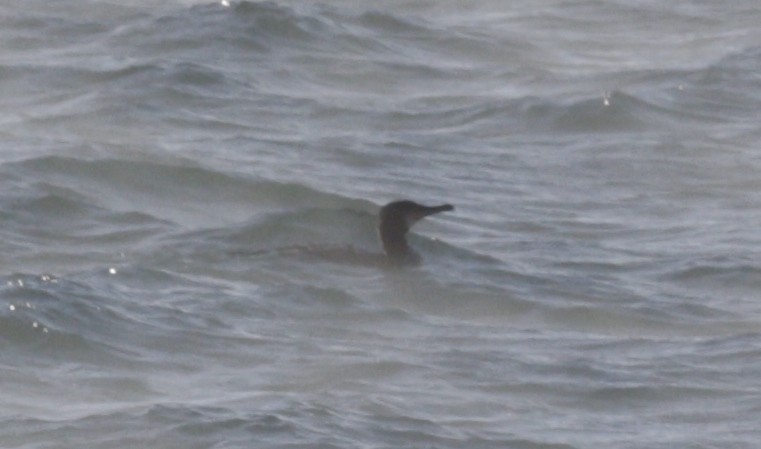 Pazifiktrauerente - ML646419621