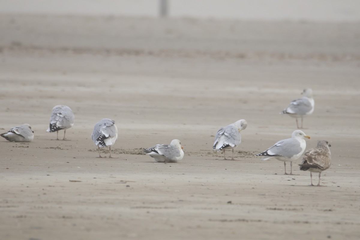 Silbermöwe - ML646419622