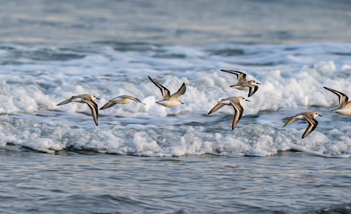 Sanderling - ML646419623
