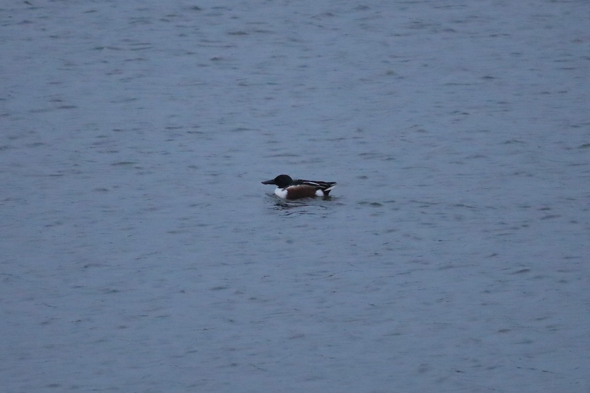 Löffelente - ML646419624