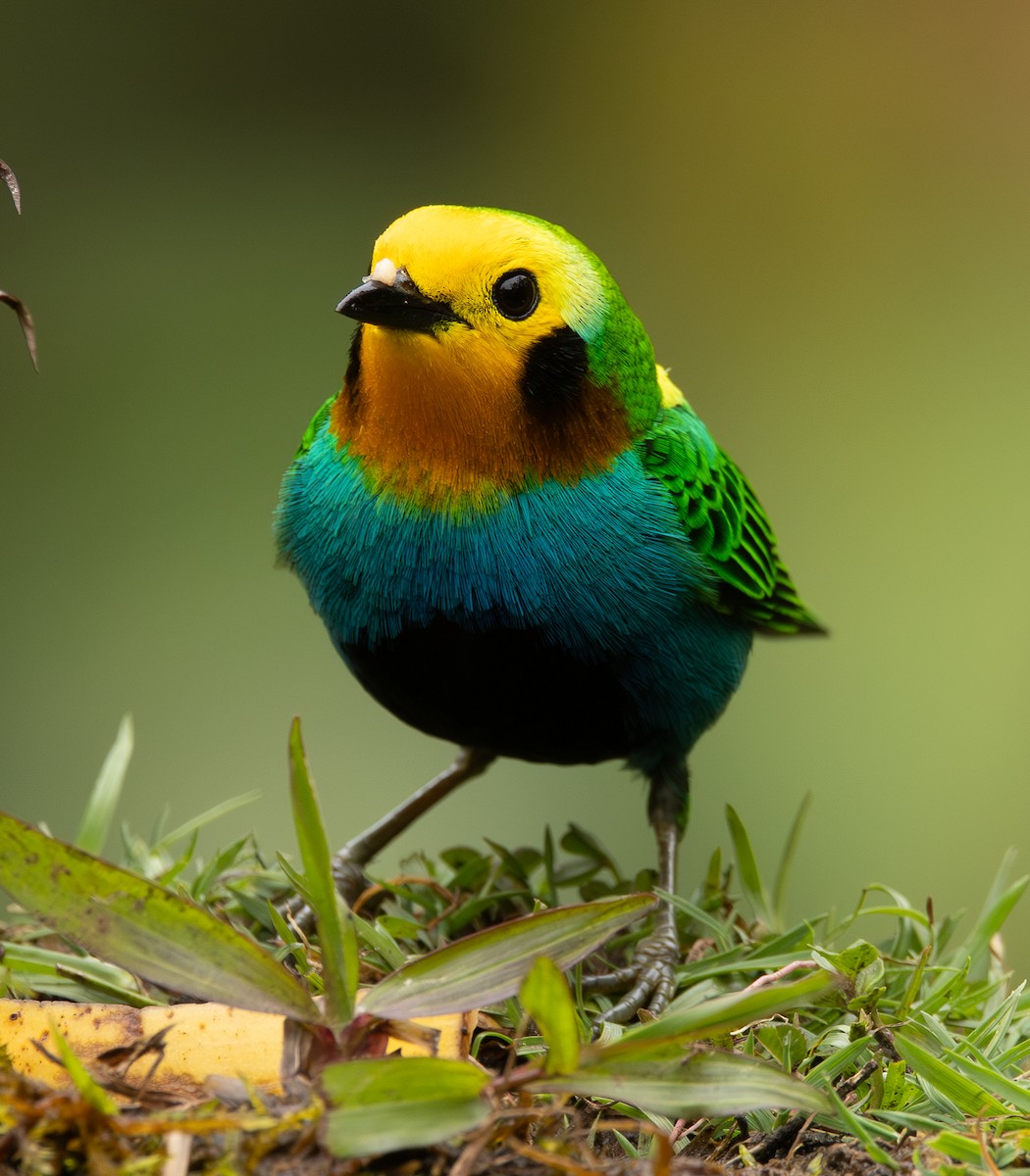 Schwarzohr-Bunttangare - ML646419625