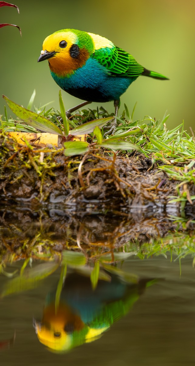 Schwarzohr-Bunttangare - ML646419626