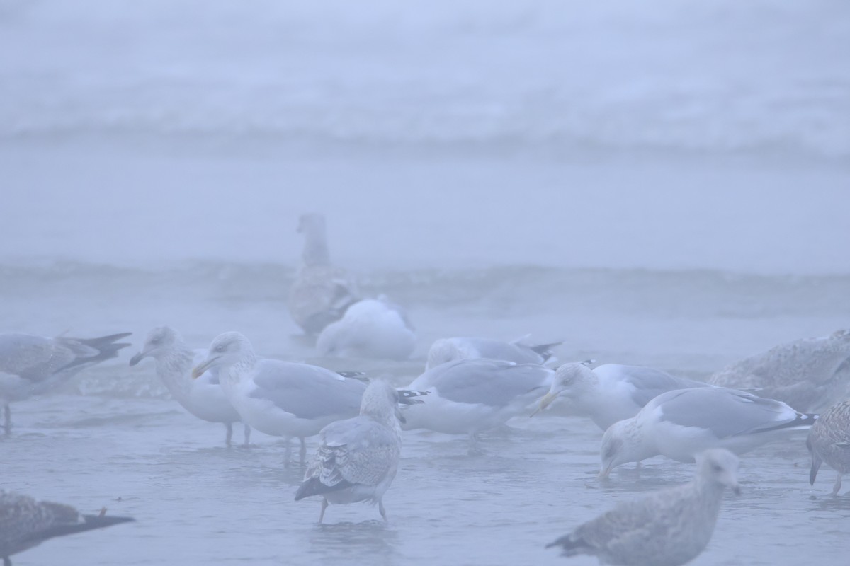 Silbermöwe - ML646419627