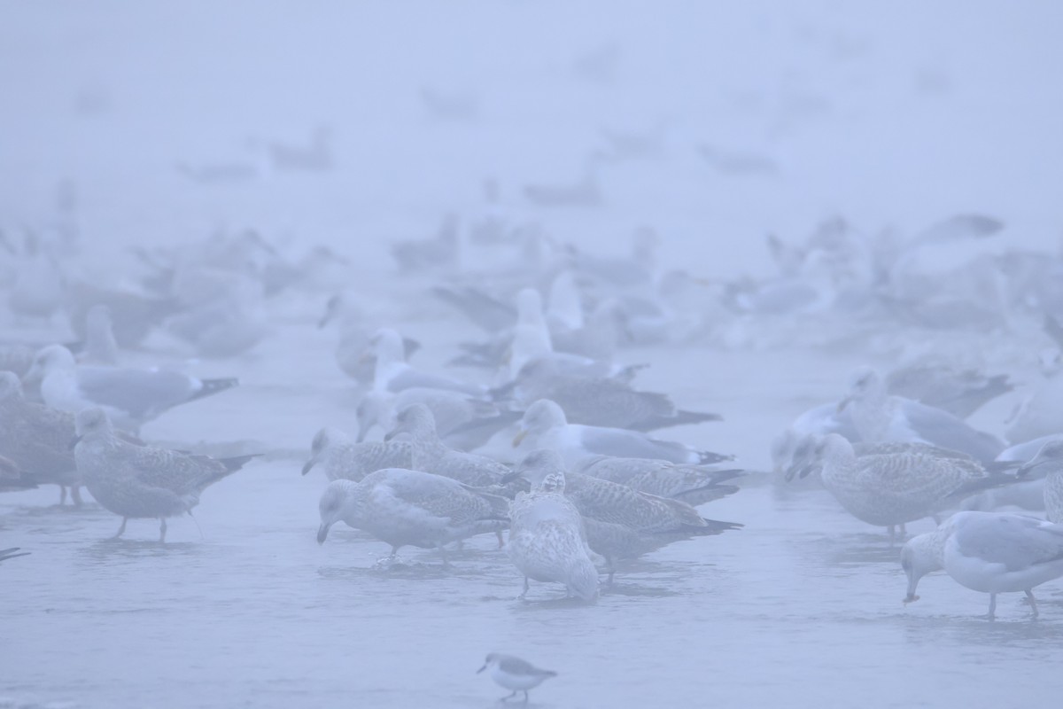 Silbermöwe - ML646419628