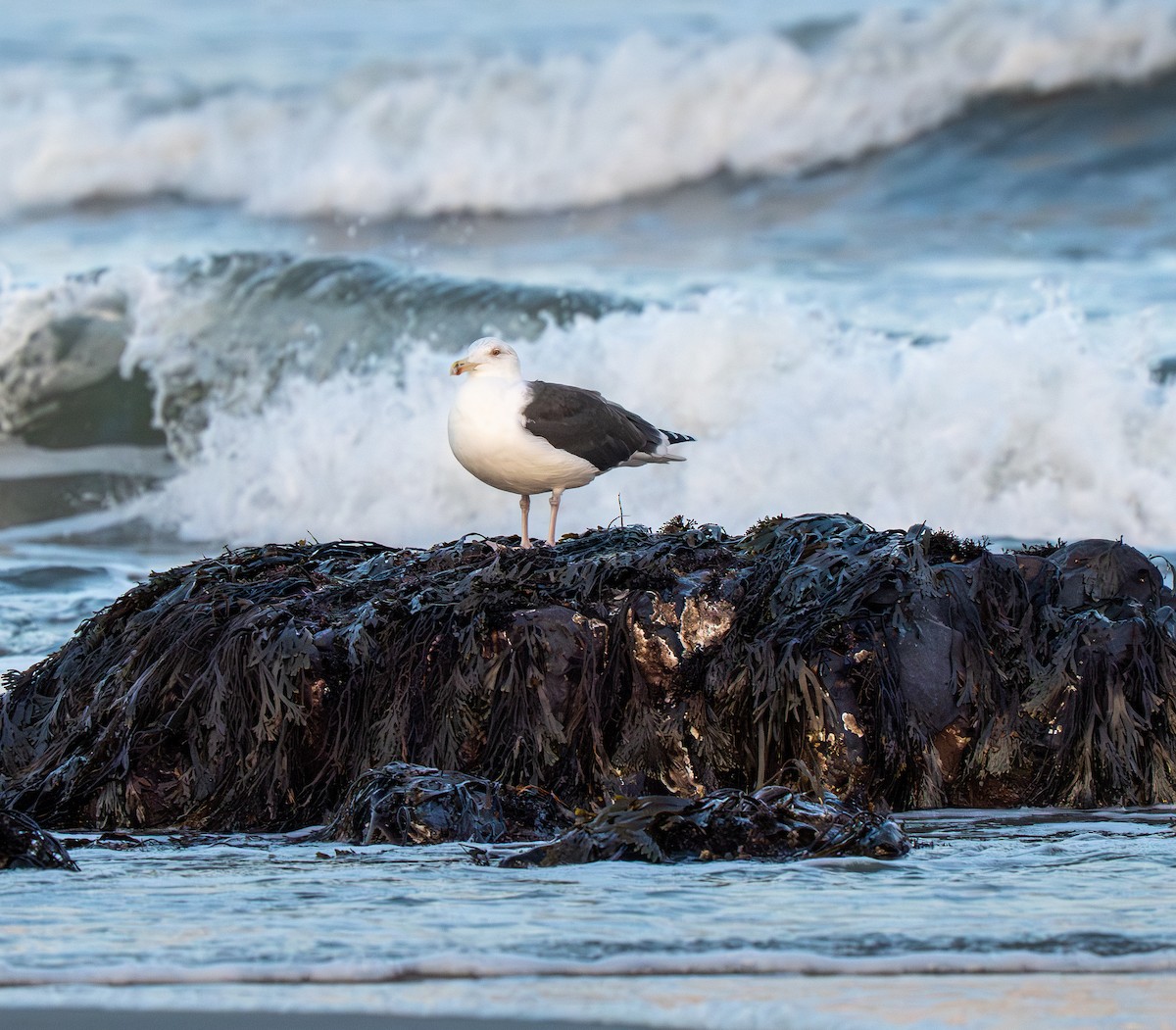 Great Black-backed Gull - ML646419629