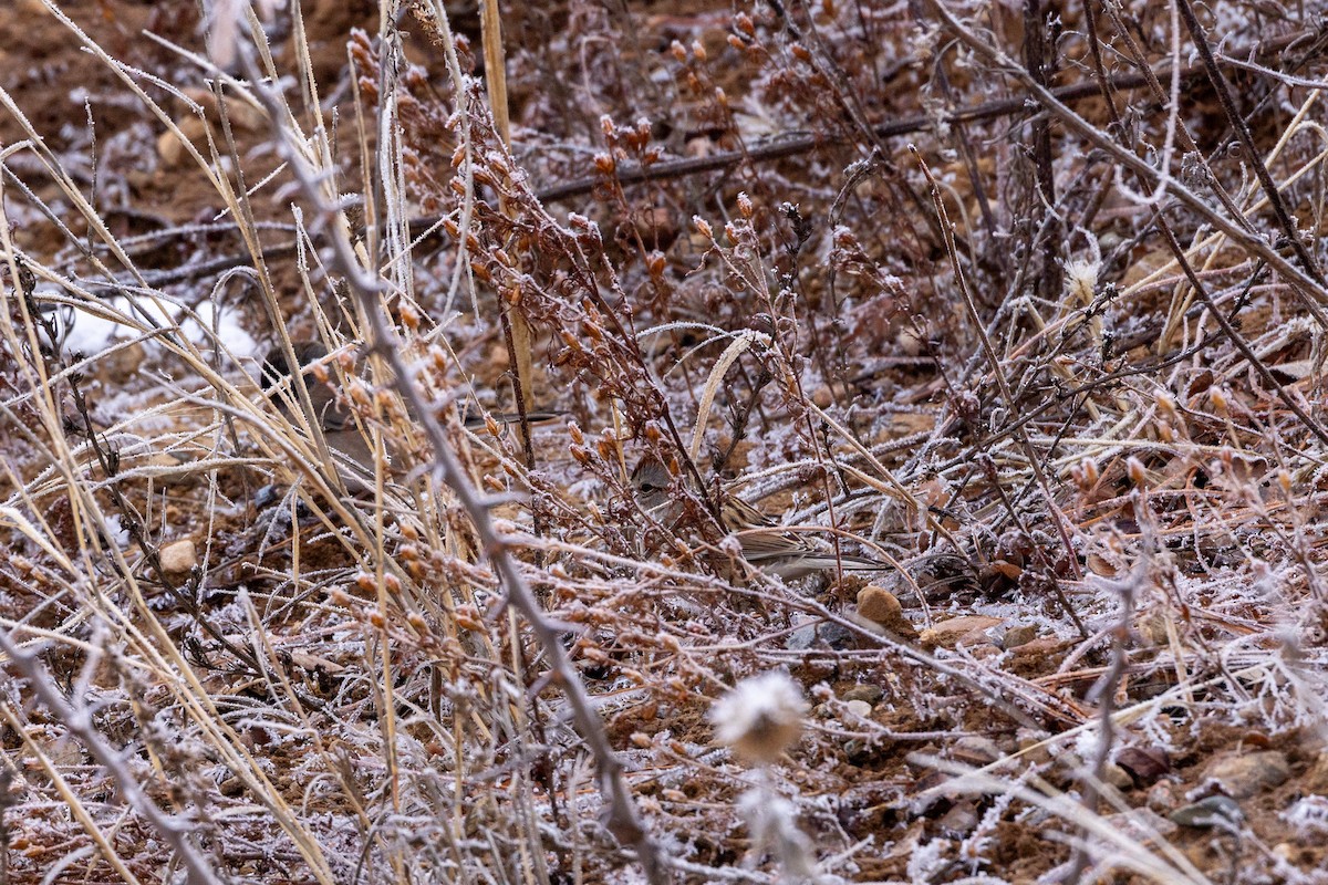 Пасовник північний - ML646419630