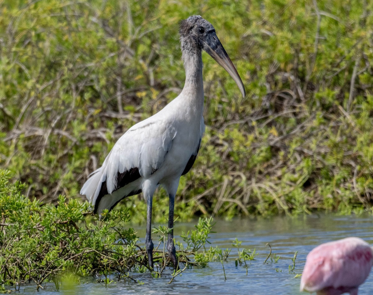 Wood Stork - ML646419631
