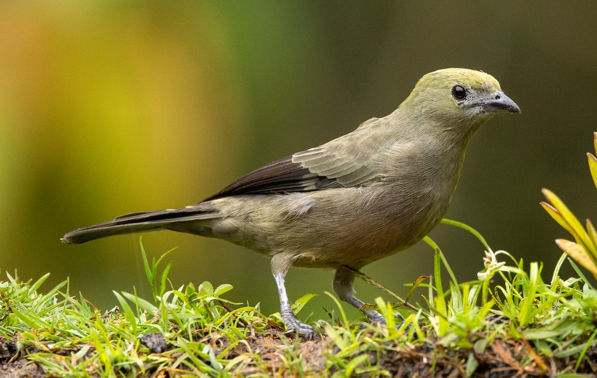 Palm Tanager - ML646419632