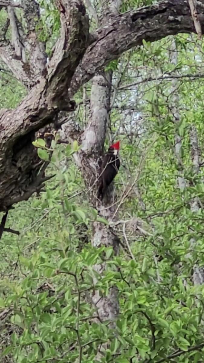 Black-bodied Woodpecker - ML646419635