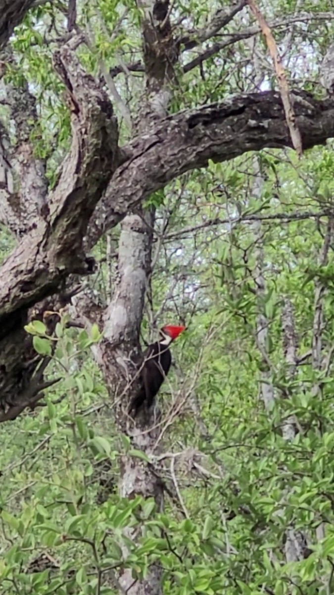 Black-bodied Woodpecker - ML646419636