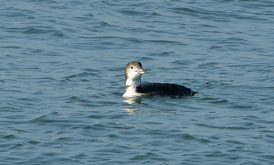 Common Loon - ML646419637