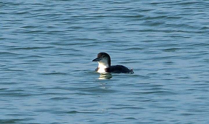 Common Loon - ML646419638
