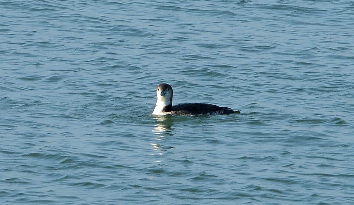 Common Loon - ML646419639