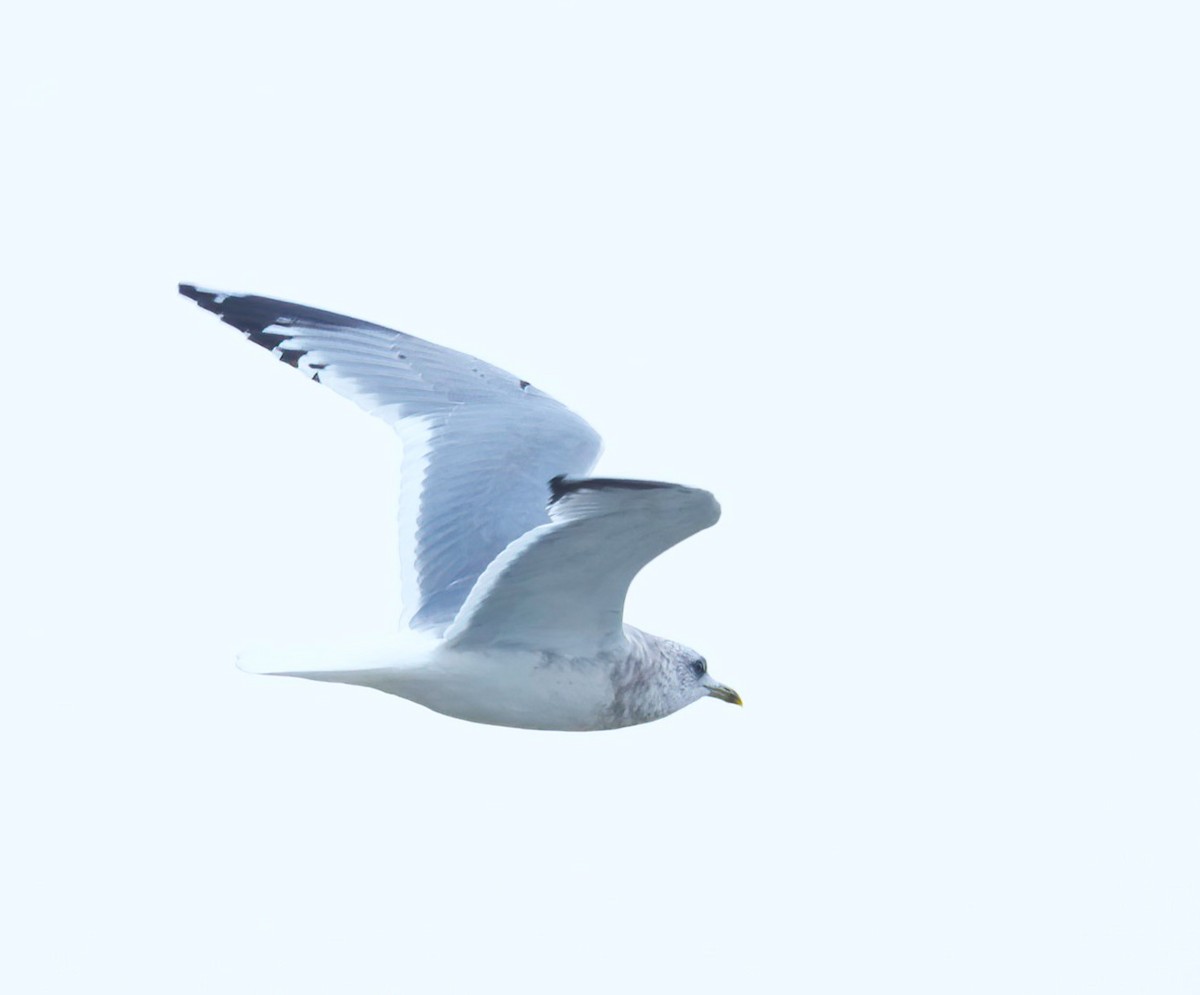 Short-billed Gull - ML646419640