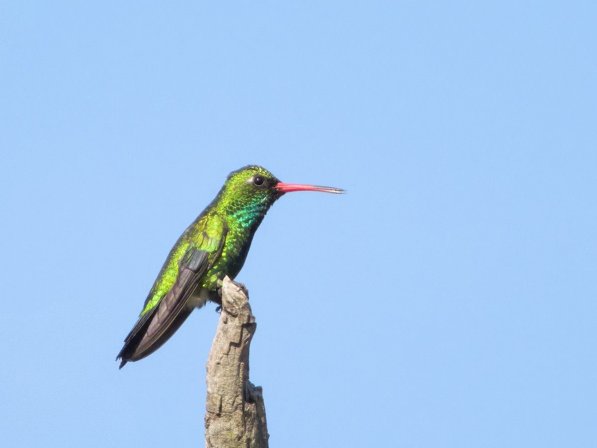 Glittering-bellied Emerald - ML646419641