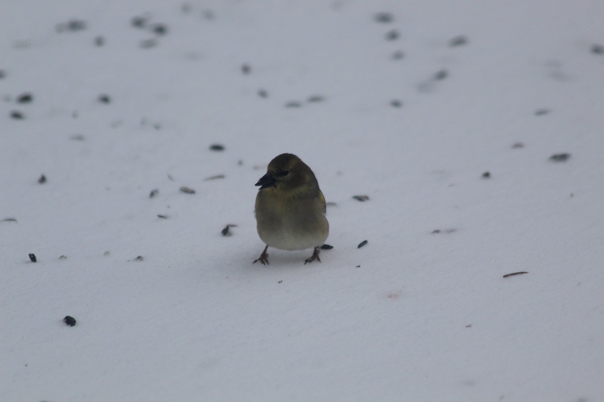 Altın İskete - ML646419643