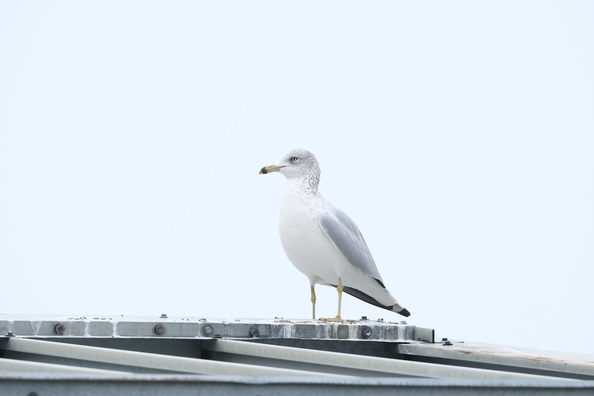 Ring-billed Gull - ML646419646