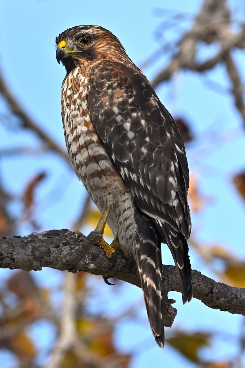 Red-shouldered Hawk - ML646419647