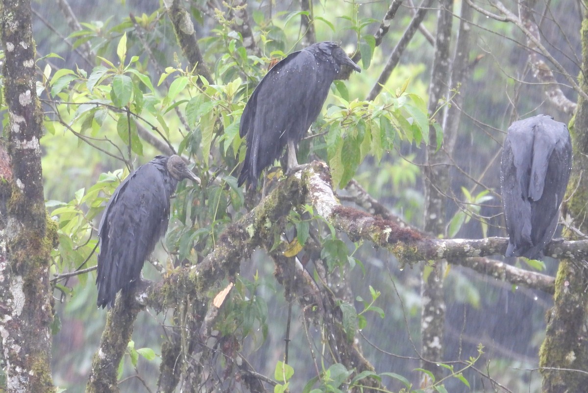 Black Vulture - ML646419648