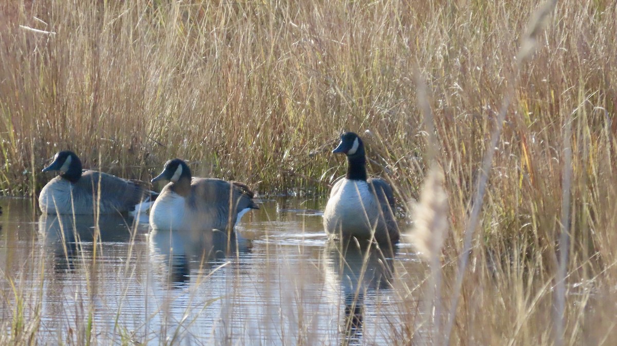 Oca canadese maggiore - ML646419649
