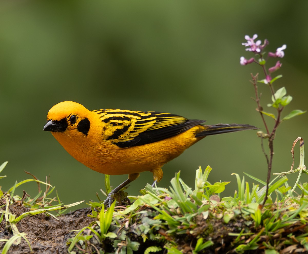 Golden Tanager - ML646419651