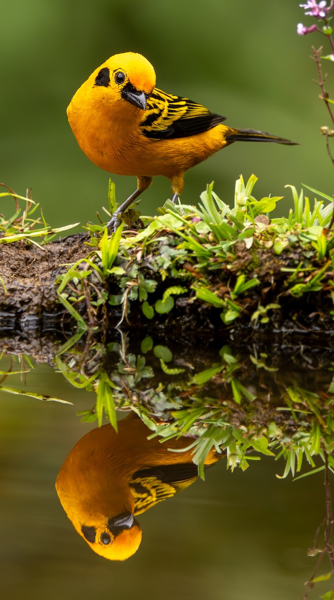 Golden Tanager - ML646419652