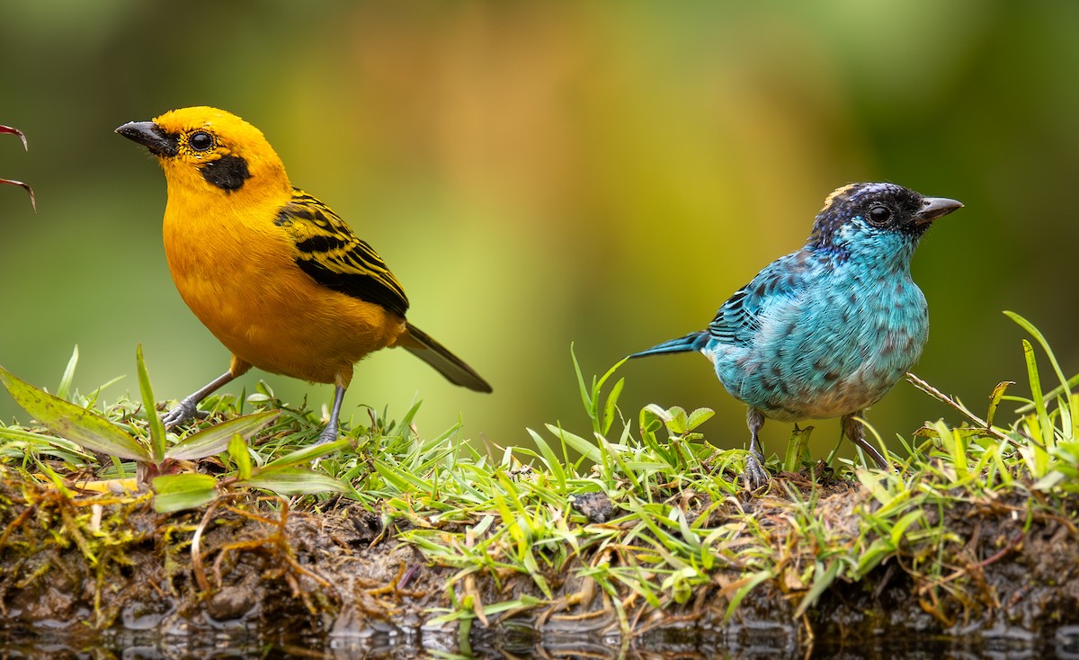 Golden-naped Tanager - ML646419653