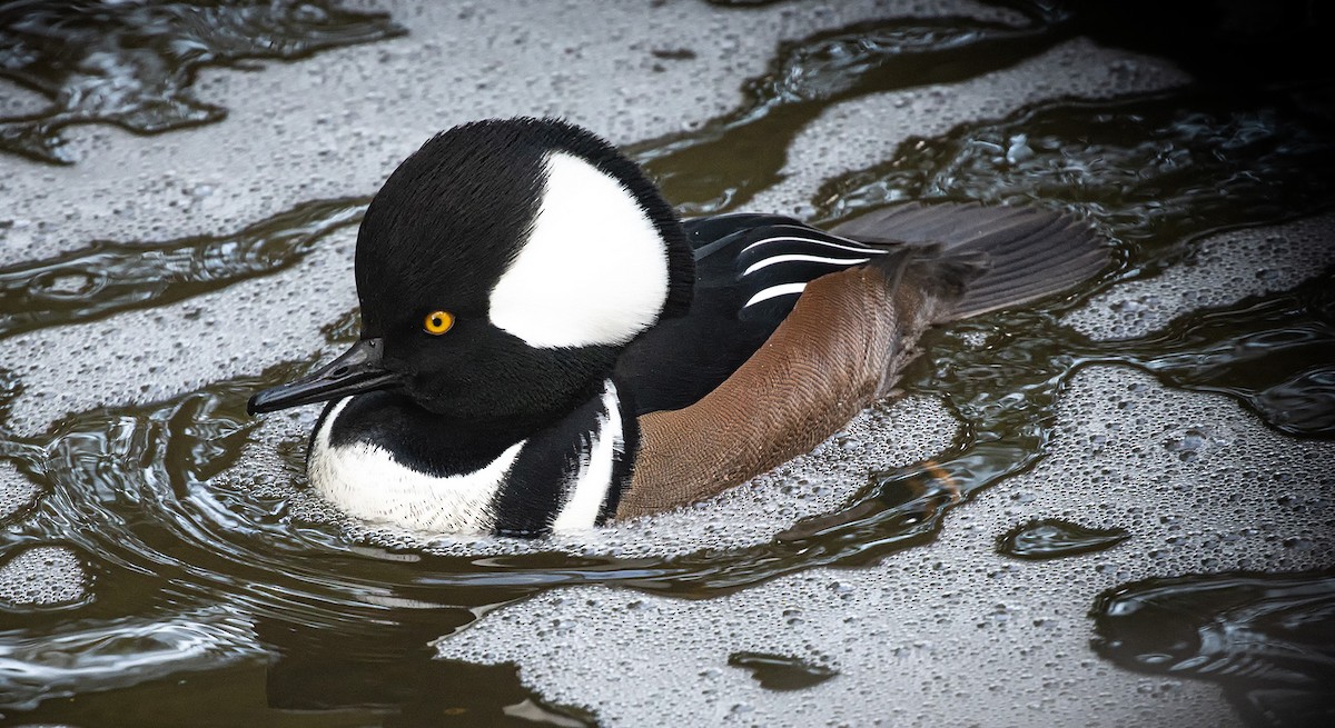 Hooded Merganser - ML646419654