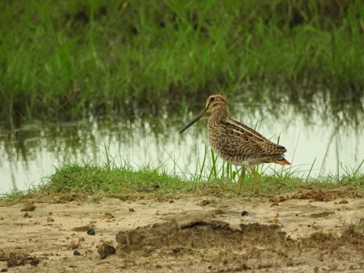 ハリオシギ - ML646419655