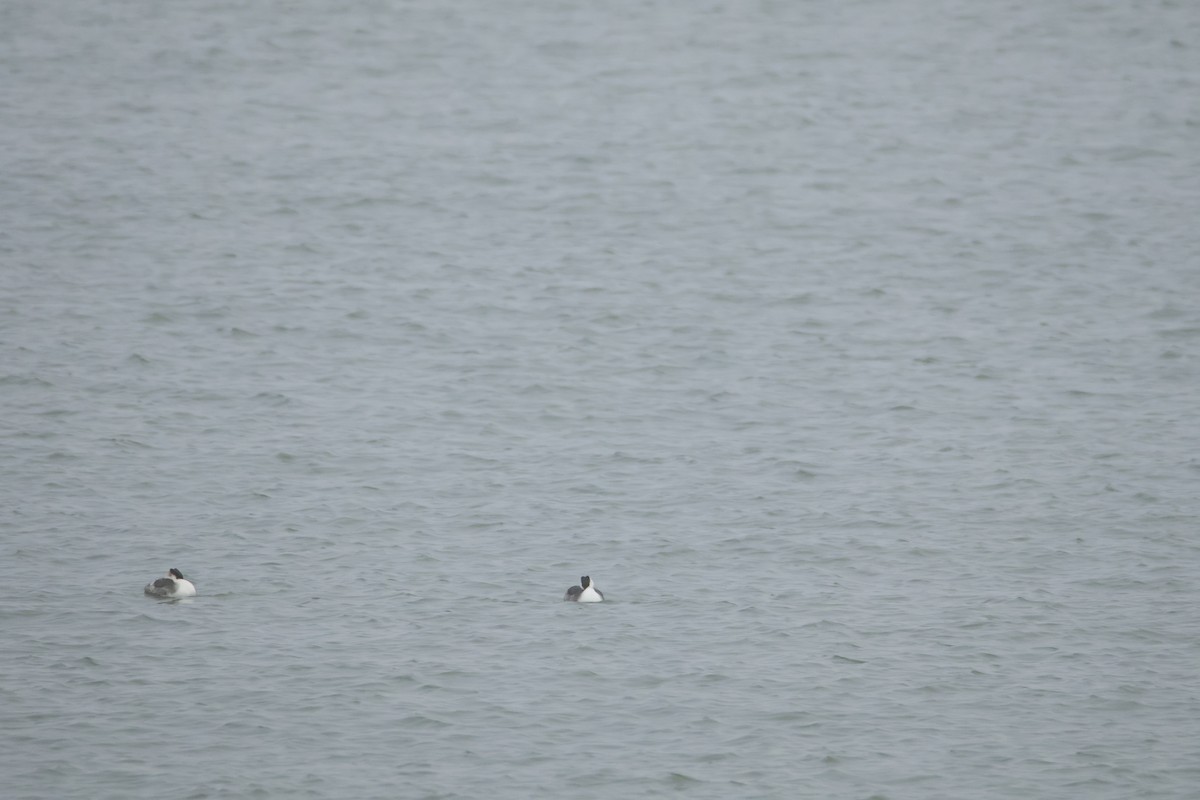 カンムリカイツブリ - ML646419656