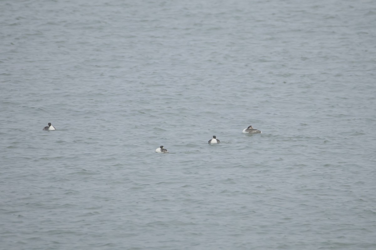 カンムリカイツブリ - ML646419657