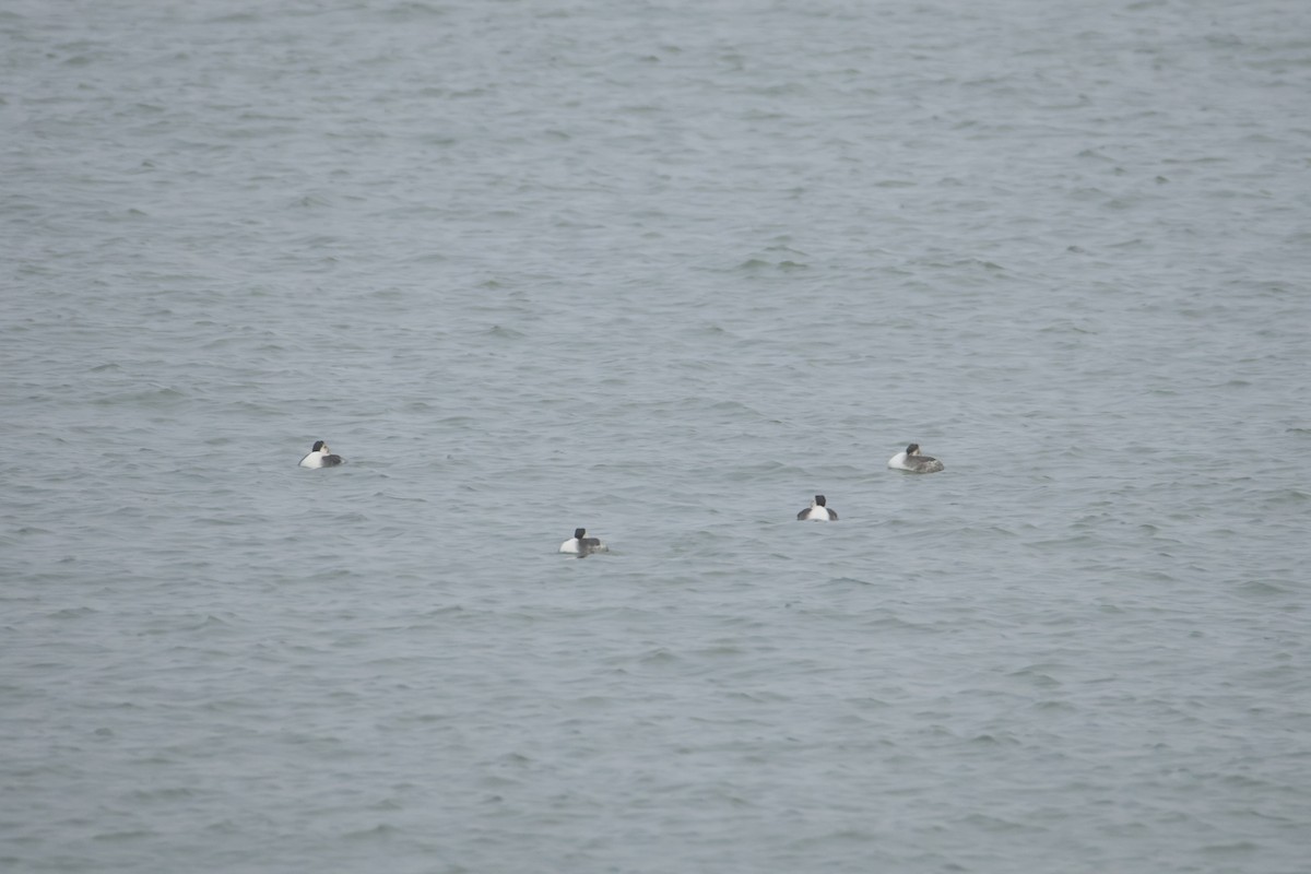 カンムリカイツブリ - ML646419658