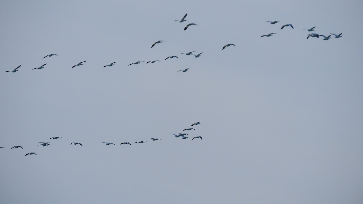 Oca delle nevi - ML646419665