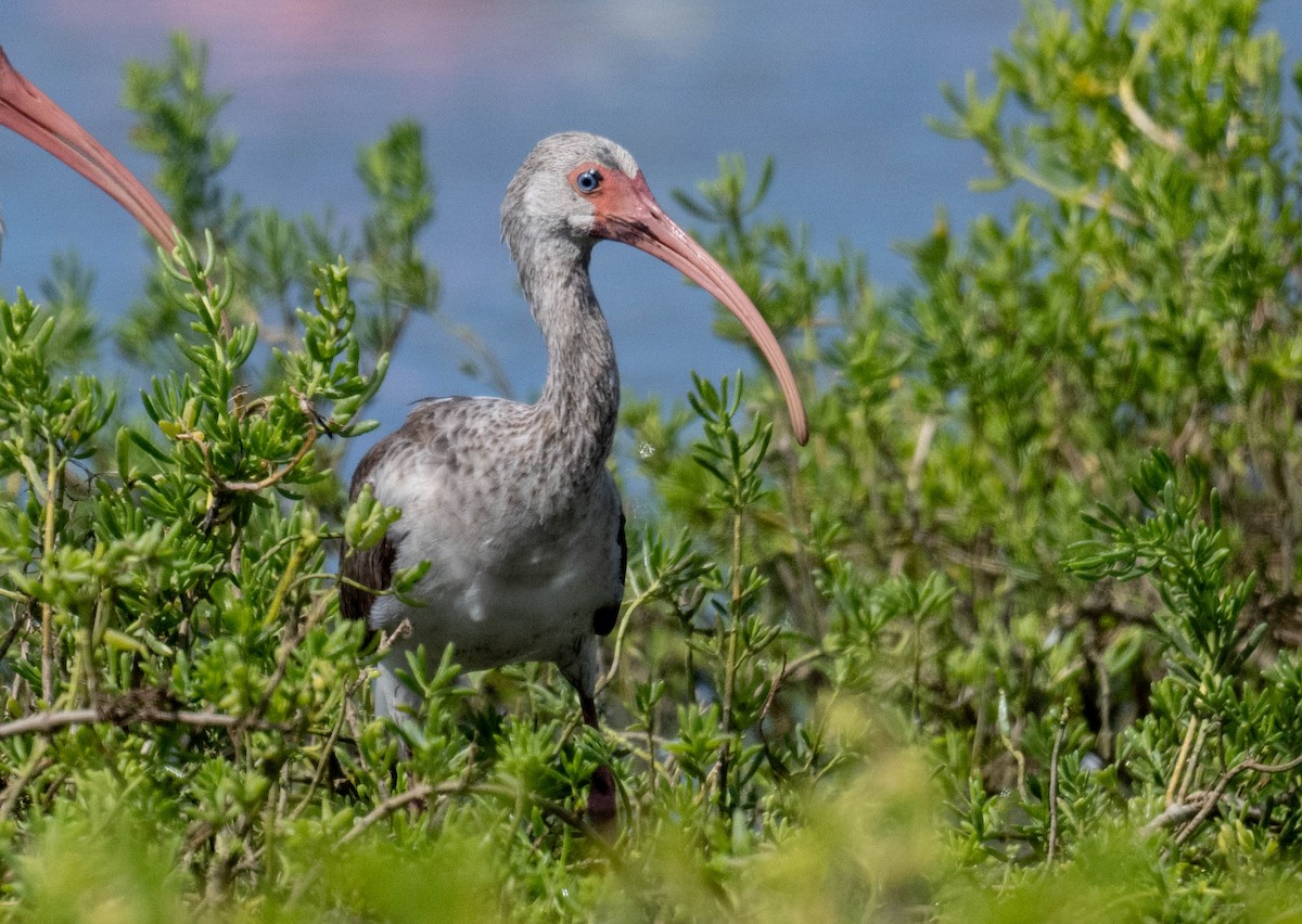 White Ibis - ML646419673