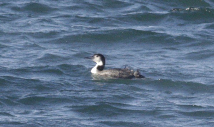 potáplice lední - ML646419674