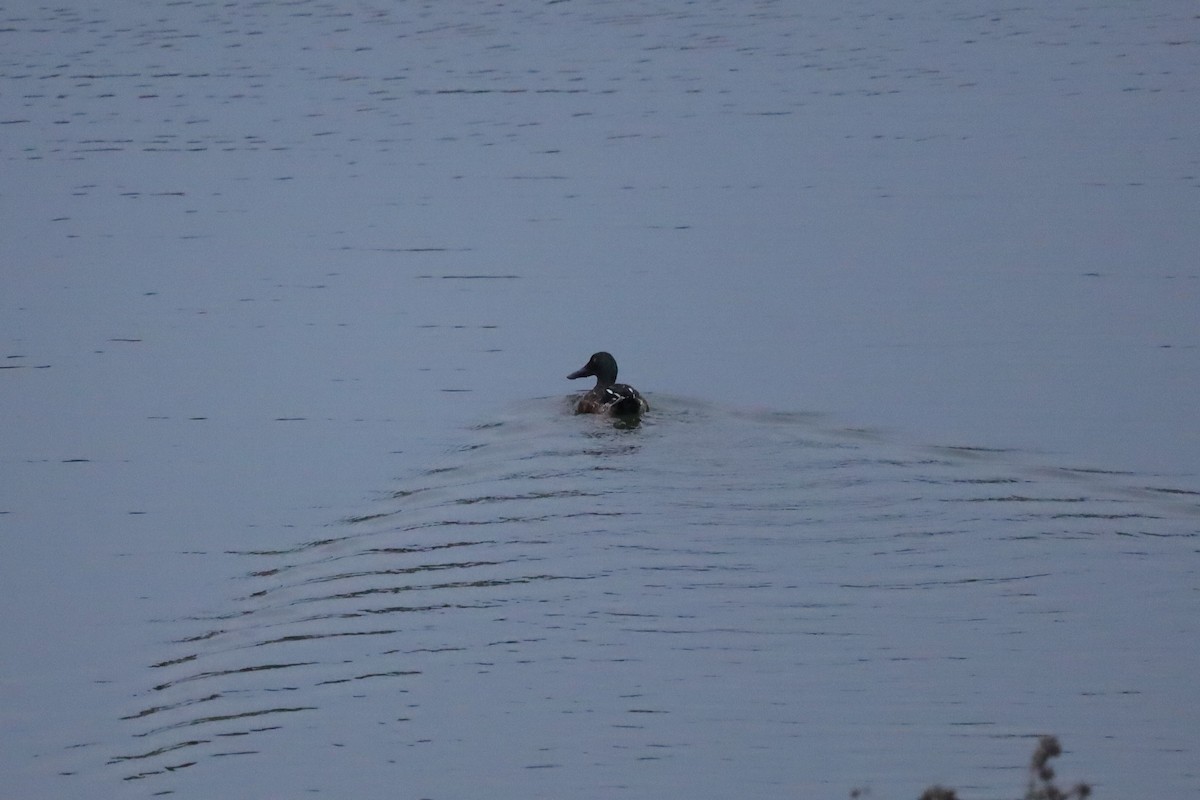 lžičák pestrý - ML646419675